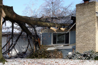 fallen tree on a house